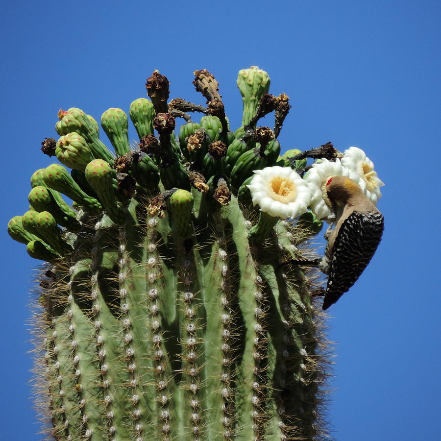 Back For Seconds at the Saguaro Cafe Photograph by Bill Tomsa - Fine ...