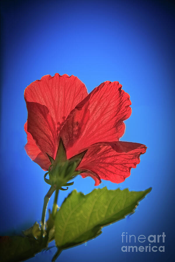 Back Lighting The Red Hibiscus  Photograph by Robert Bales
