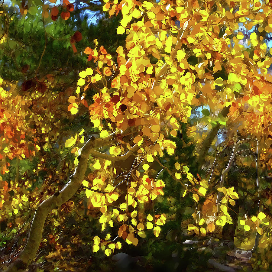 Back lit Aspen Tree a Stylized Landscape by Frank Lee Hawkins Mixed ...