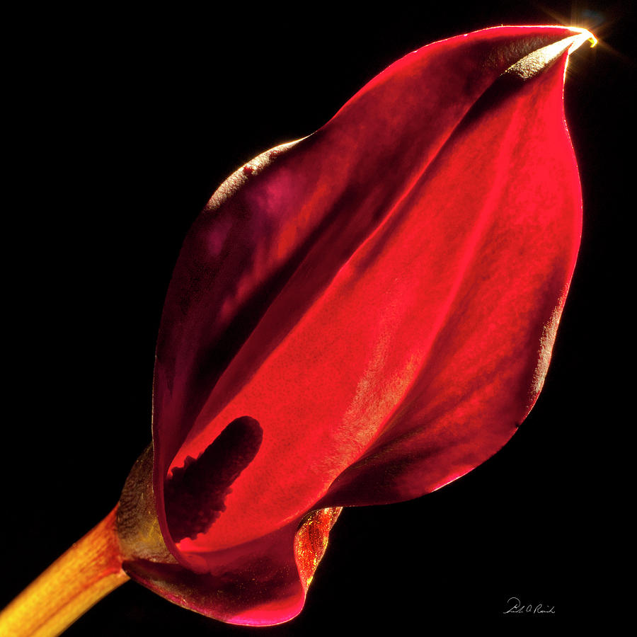 Back Lit Black Calla Lily Photograph by Frederic A Reinecke