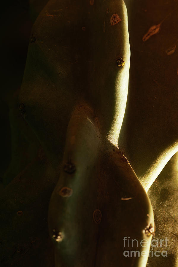 Back lit cactus plant Photograph by Kiran Joshi