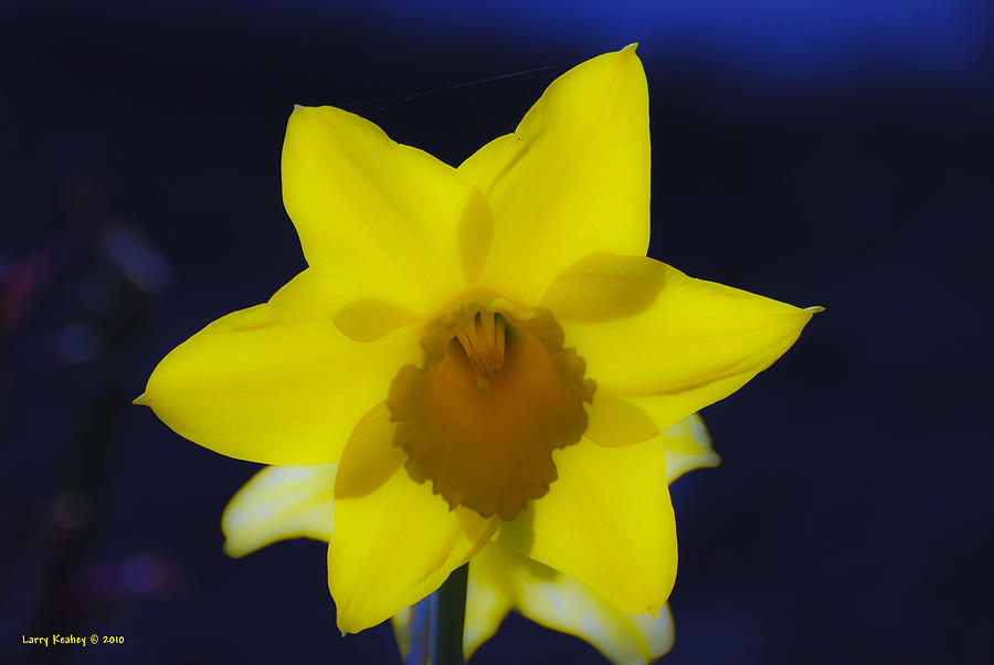 Back Lit Daffodil Photograph by Larry Keahey