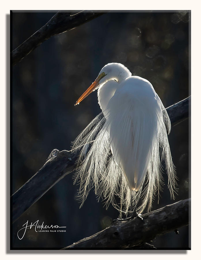 Back Lit Egret by John Nickerson Back Lit Egret by John Nickerson
