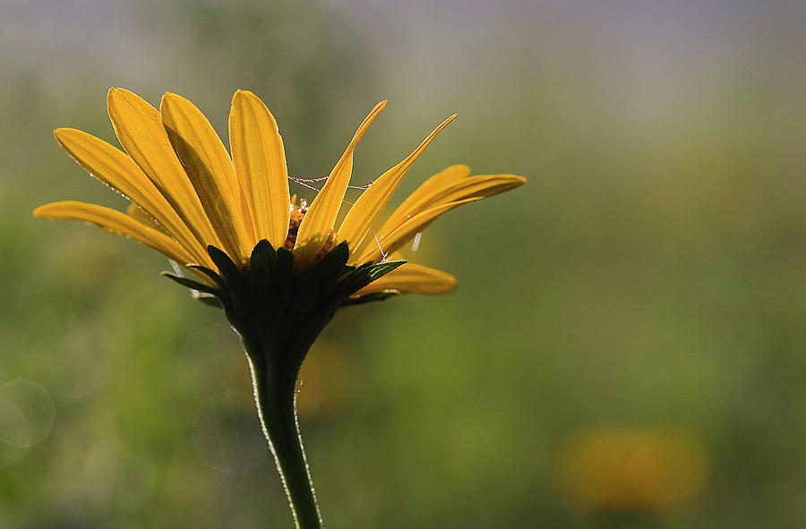 Prairie Photograph - Back Lit Flower by Mark Braun Prairie Photograph - Back Lit Flower by Mark Braun