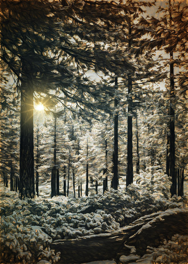 Back Lit Forest Photograph by Maria Coulson