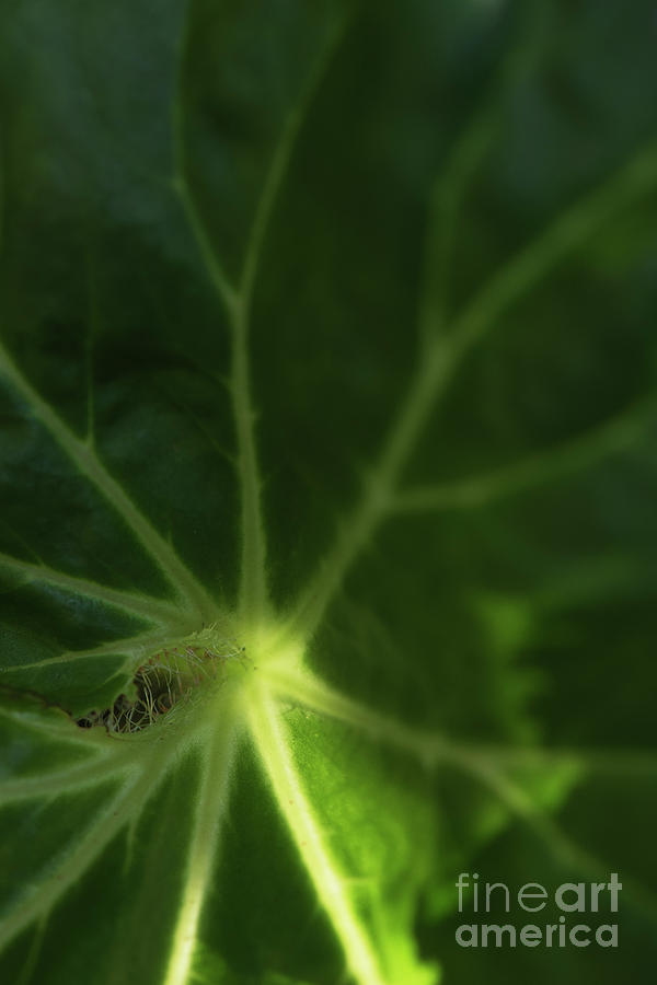 Back lit green leaf Photograph by Kiran Joshi