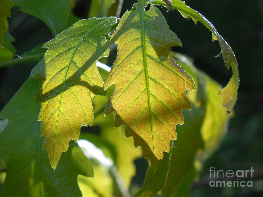 Back-lit Green Leaves with Red Blush Photograph by David Frederick