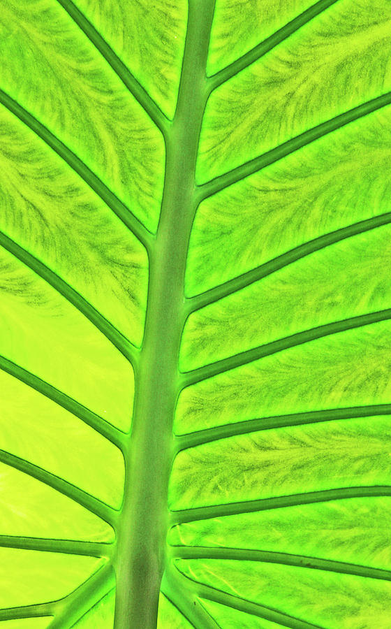 Back-lit Green Tropical Leaf Stem and Ribs Various Shades of Green 2 10232017 Colorado Photograph by David Frederick