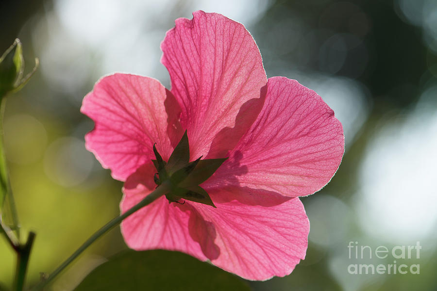 Back lit hibiscus flower Photograph by Kiran Joshi