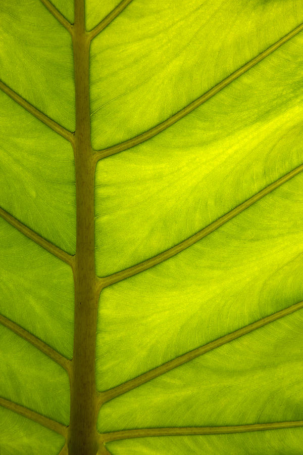 Back Lit Leaf Pattern - 7190 Photograph by David R Mann
