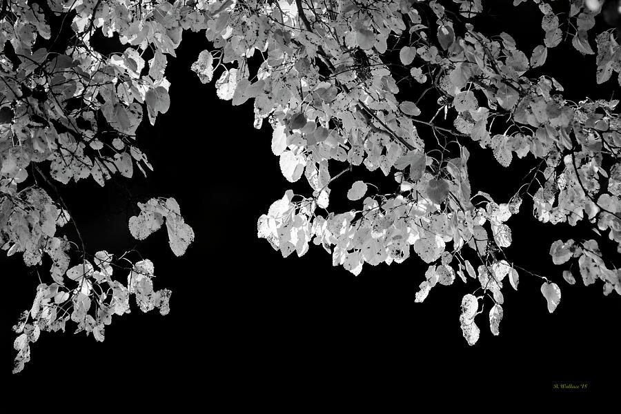 Back-lit Leaves Grayscale Photograph by Brian Wallace