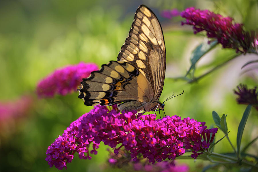 Back-Lit Papilio Photograph by Kim Carpentier