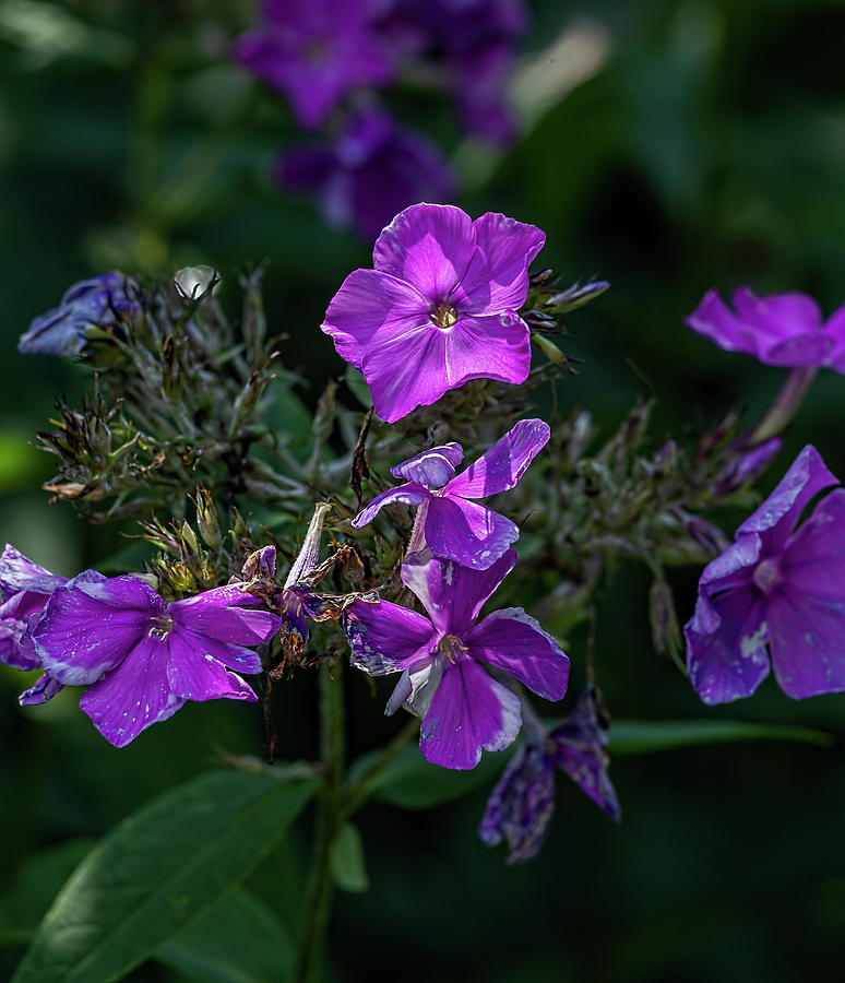 Back Lit Purple Flowers Photograph by Robert Ullmann