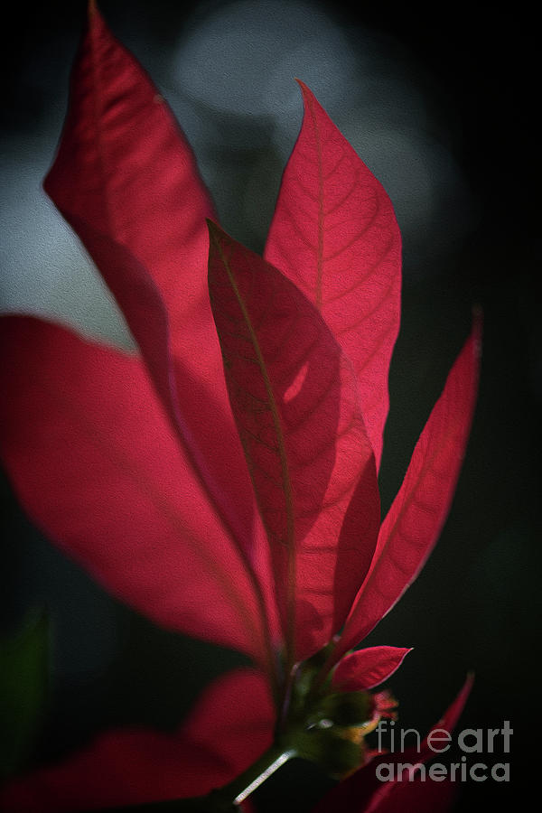 Back lit red leaves Photograph by Kiran Joshi