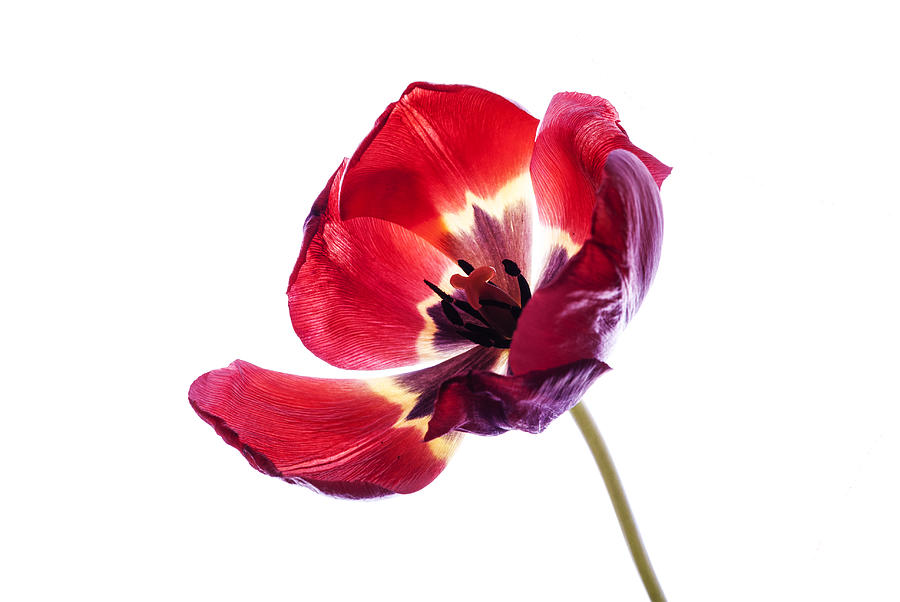 Spring Photograph - Back lit red tulip on white background by Vishwanath Bhat