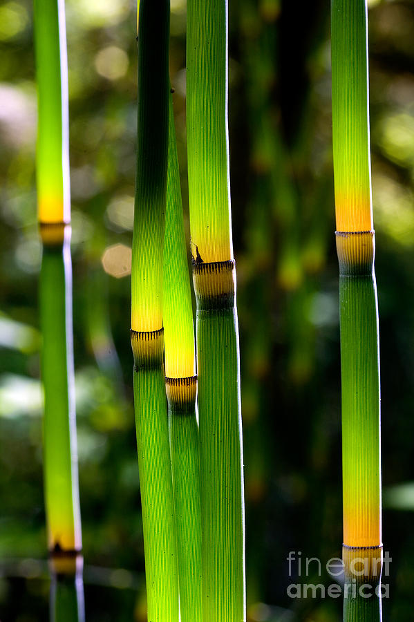 Backlighting Photograph - Back lit Reeds by Mark Braun Backlighting Photograph - Back lit Reeds by Mark Braun