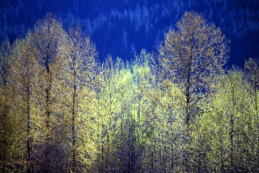 Back Lit Trees in Spring 2 Photograph by Lyle Crump