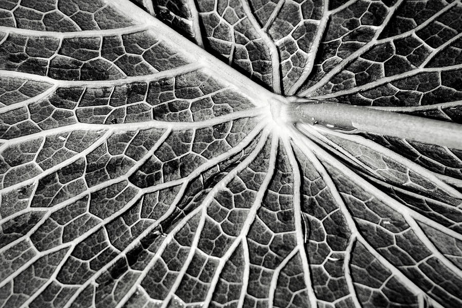 Back of a Water Lily Pad Photograph by Don Johnson