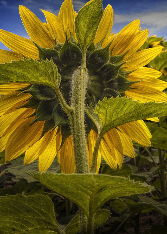 Back of a Yellow Sunflower Photograph by Randall Nyhof