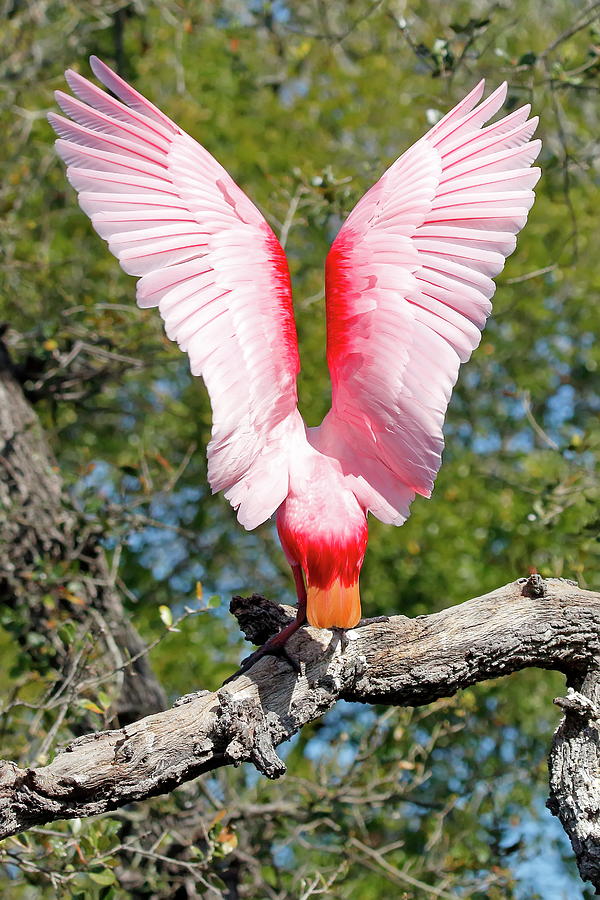 Back Of Roseate Spoonbill Photograph By Daniel Caracappa Pixels 