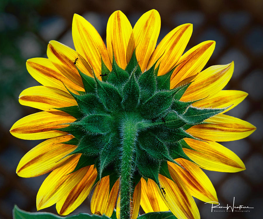 Back Of Sunflower Photograph by Ron Weathers
