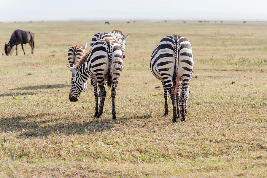 Back of Zebras in Serengeti National Park Photograph by Marek Poplawski