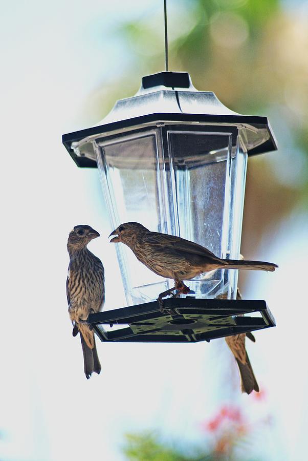 Back off buddy Photograph by Robert Rodda