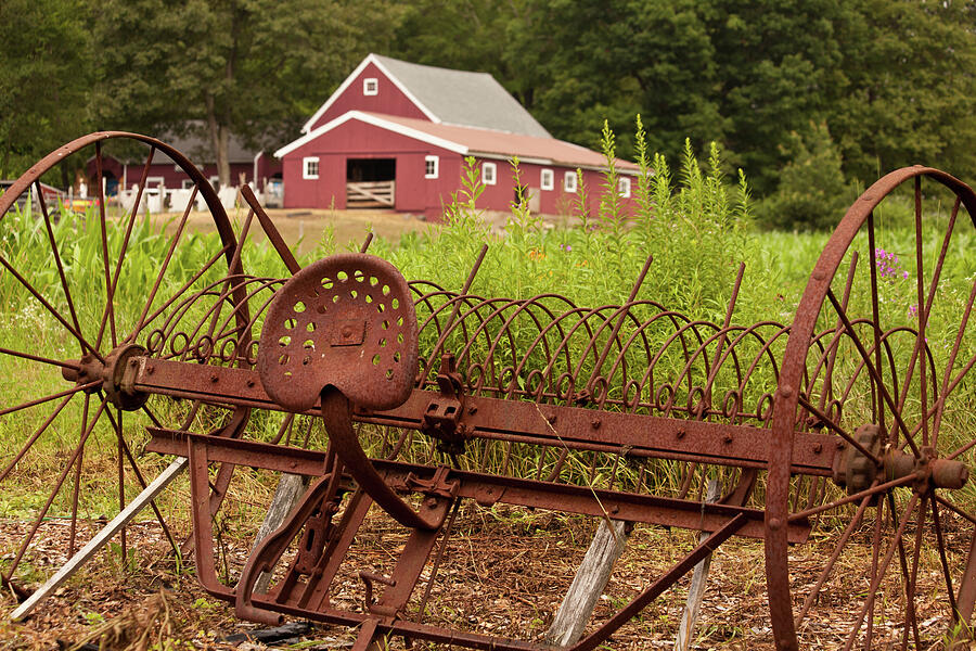 Back on the Farm Photograph by Karol Livote | Fine Art America