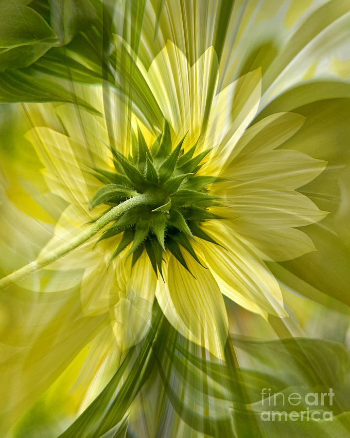 Floral Photograph - Back Petal by Chuck Brittenham Floral Photograph - Back Petal by Chuck Brittenham