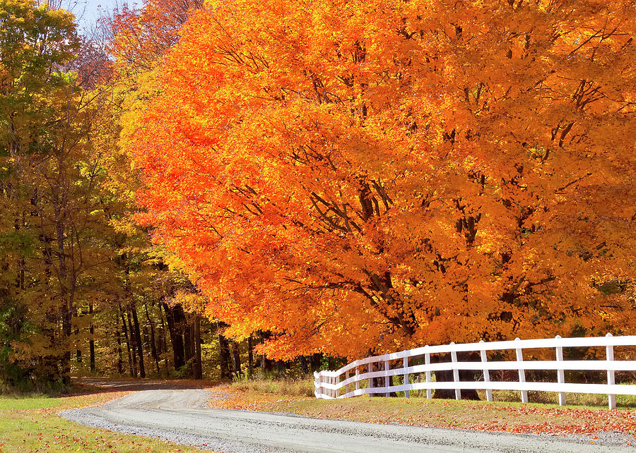 Back Road Autumn Maples Photograph by Alan L Graham