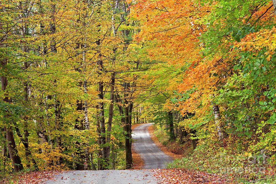 Back Road Fall Photograph by Alan L Graham
