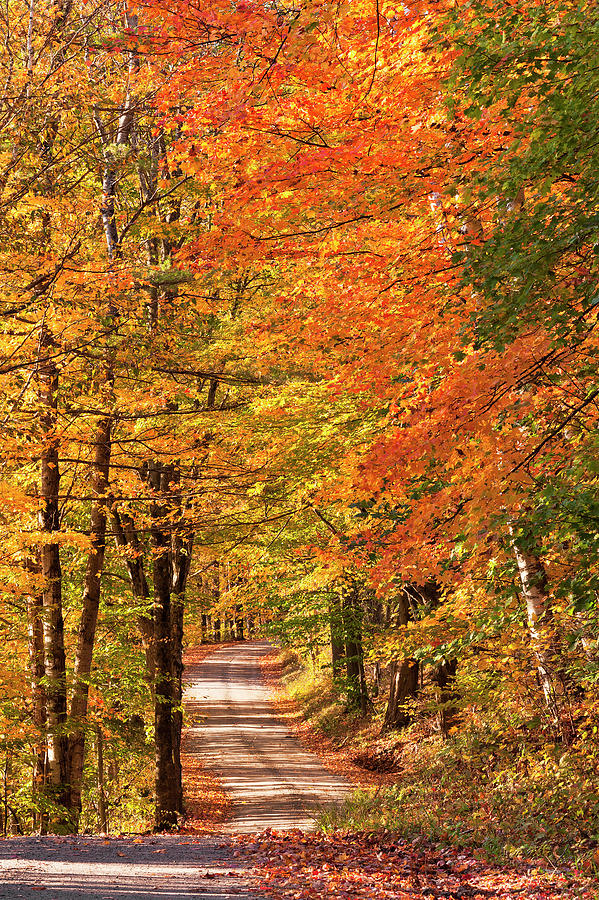 Back Road Fall Foliage Photograph by Alan L Graham
