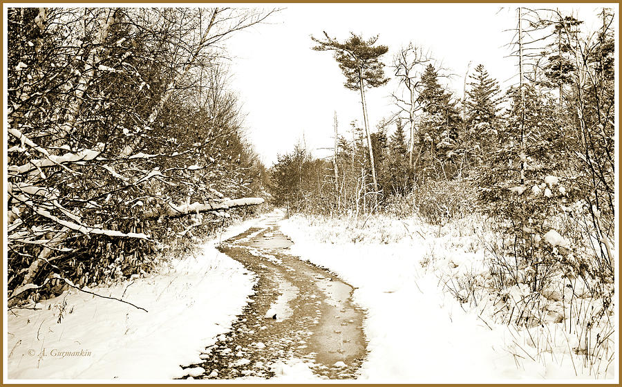 Back Road, Pocono Mountain Thicket in Winter Photograph by A Macarthur Gurmankin