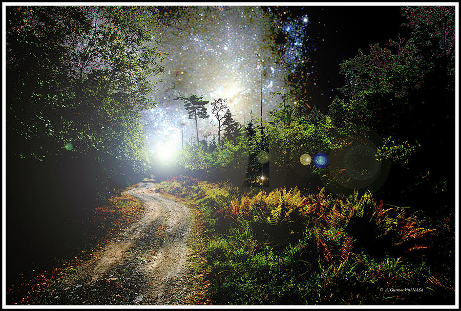 Back Road Through A Thicket, Starry Night Fantasy Photograph by A Macarthur Gurmankin