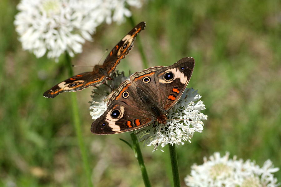 Back to Back Butterflies Photograph by Sheila Brown