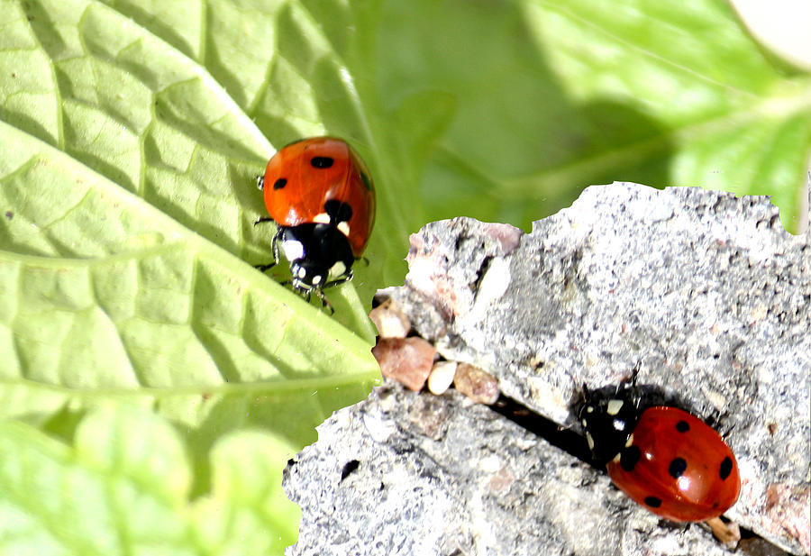 Back to Nature by Toon De Zwart Back to Nature by Toon De Zwart
