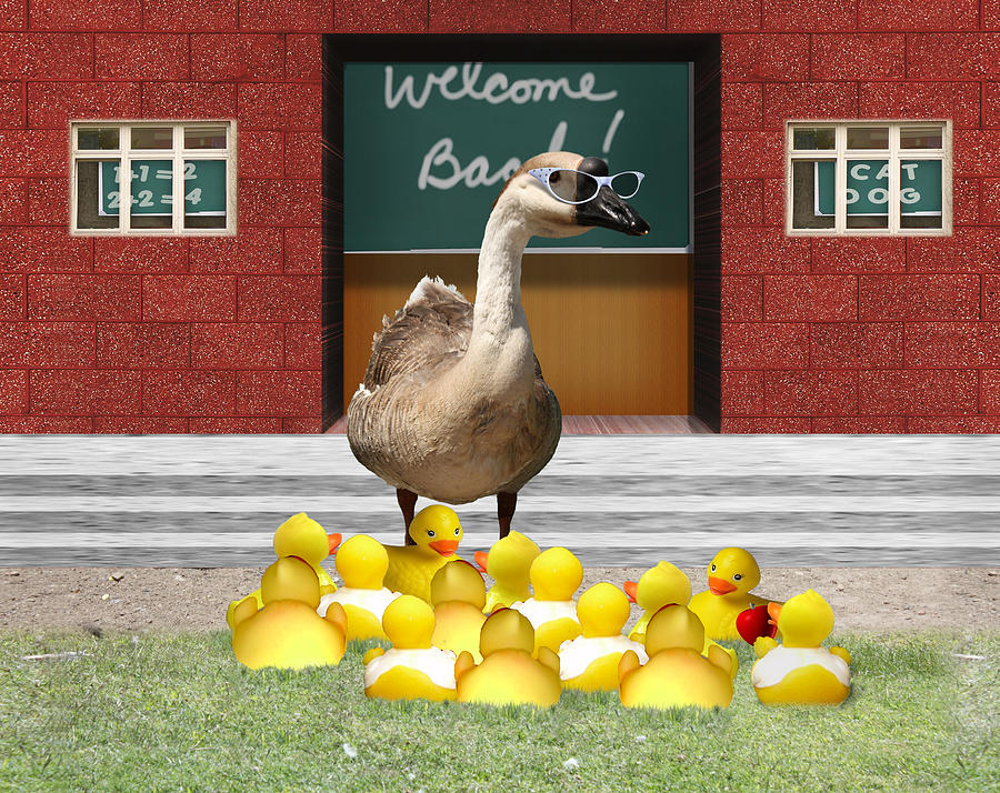 Goose Photograph - Back to School Little Duckies by Gravityx9 Designs
