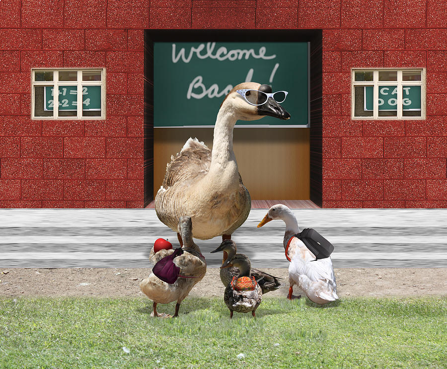 Goose Photograph - Back to School Time by Gravityx9 Designs