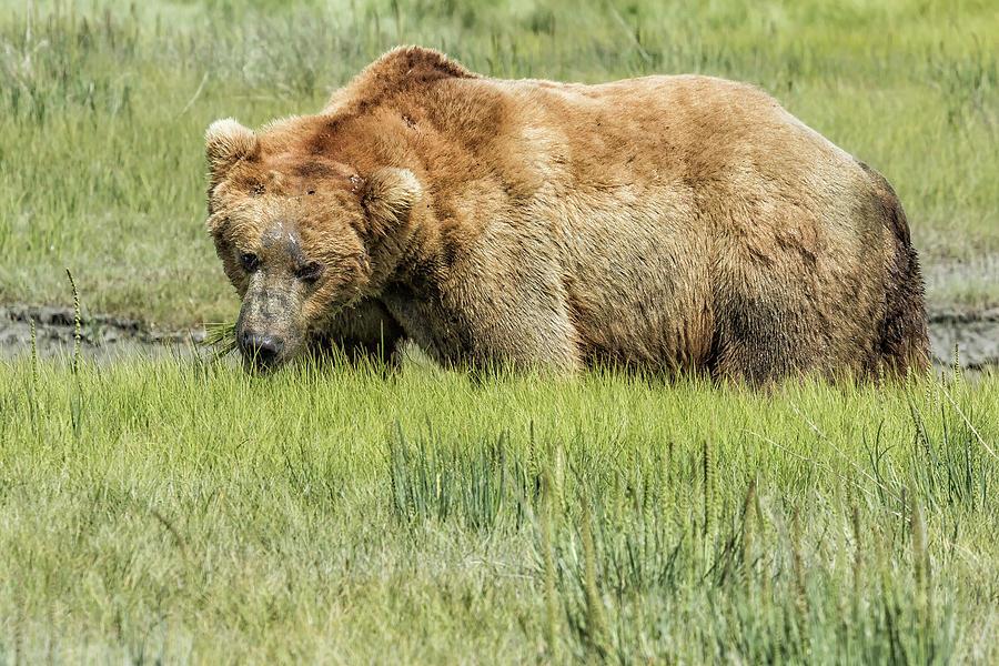Back to the Business of Eating Photograph by Belinda Greb