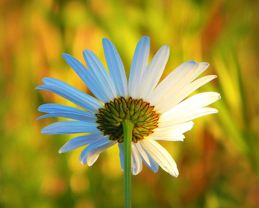 Daisy Photograph - Back to You by Karen Cook