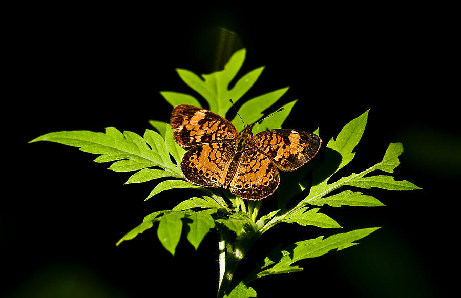 Back View Butterfly On a Leaf  Photograph by Michael Whitaker