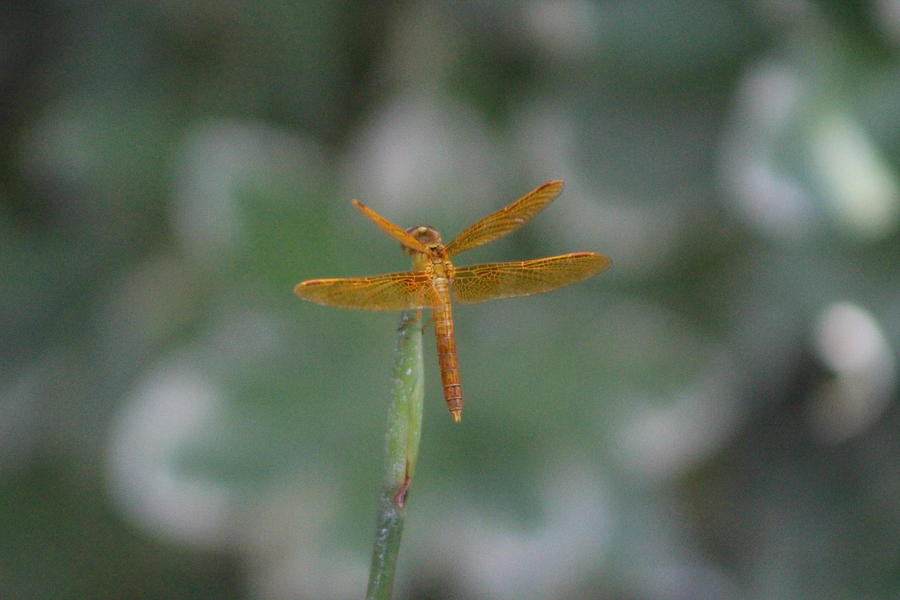 Back View of Amberwing Dragonfly Photograph by Colleen Cornelius
