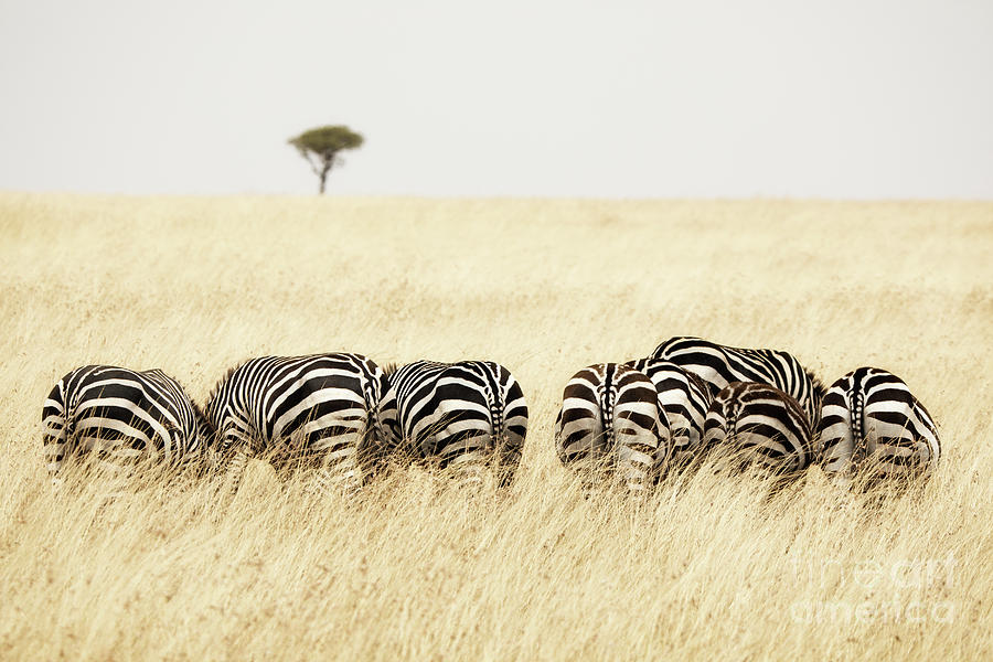 Back view of Zebras in a row  Photograph by Jane Rix