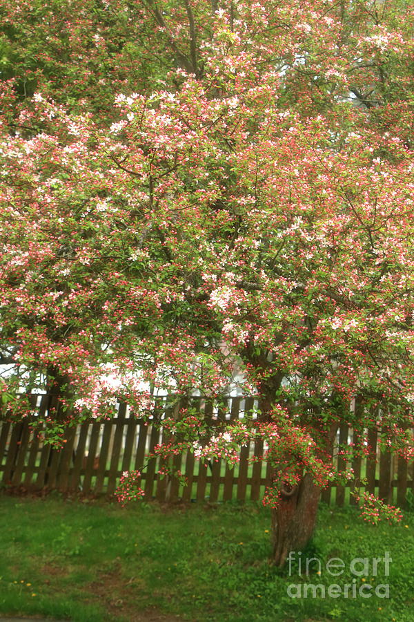 Back Yard Apple Tree Photograph by Elizabeth Dow