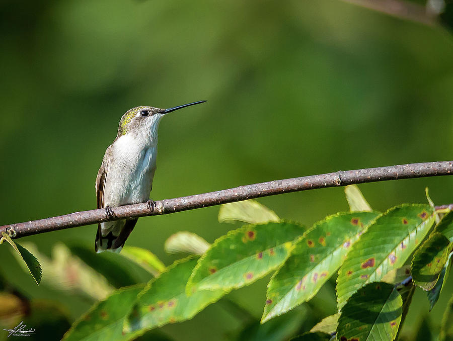 Hummingbird Photograph - Back Yard Hummingbirds by Phil And Karen Rispin