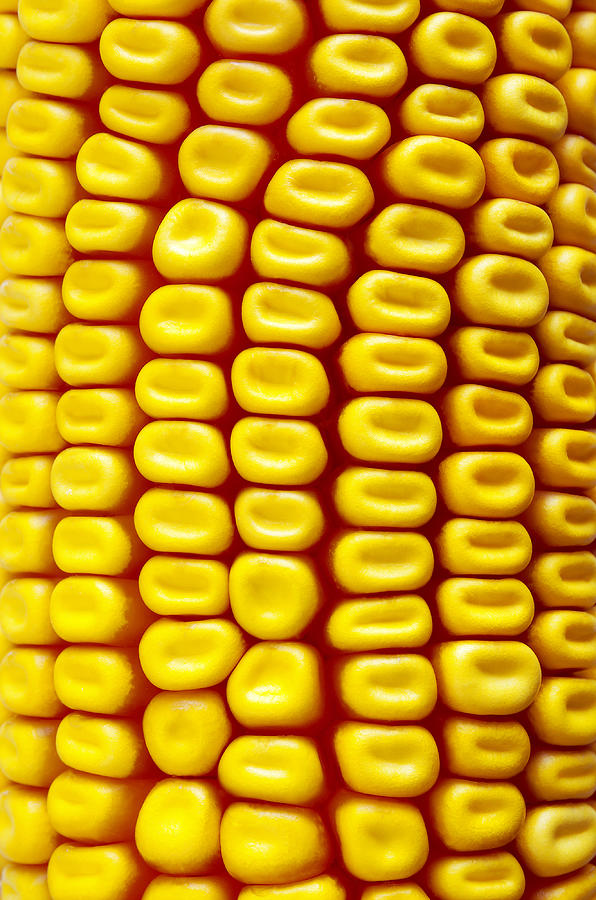 Abstract Photograph - Background Corn by Carlos Caetano