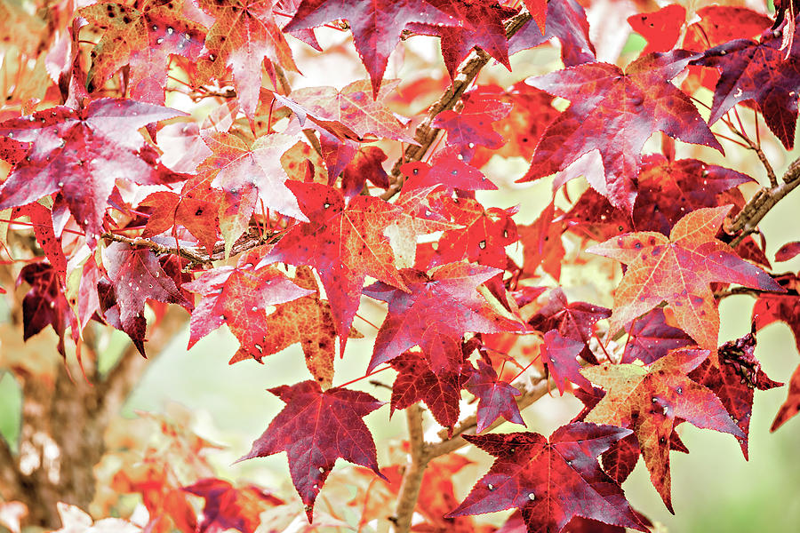 Background group autumn orange leaves Photograph by Alex Grichenko