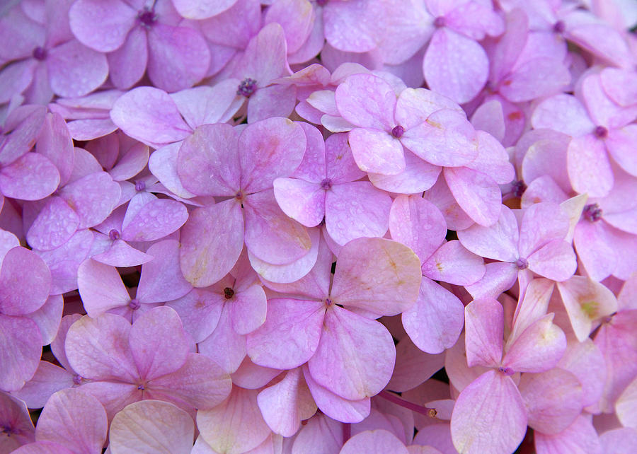 Background of Beautiful Hydrangea Petals Photograph by Sheila