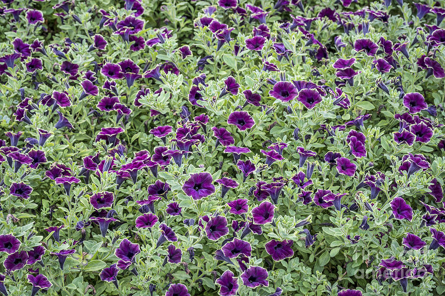 Background Of Burgundy Petunia Flowers Photograph by Marek Uliasz