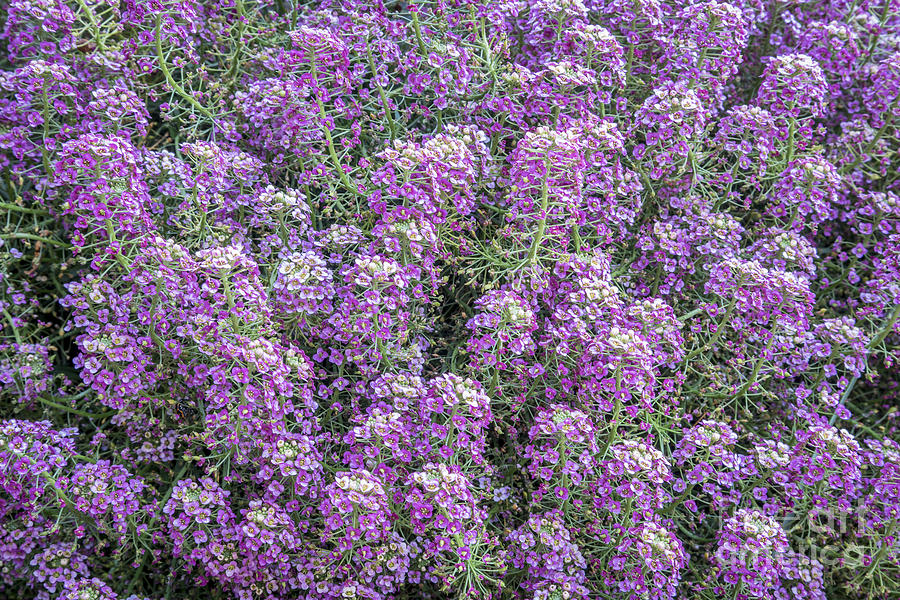 Background Of Flowering Labularia Shrub Photograph by Marek Uliasz
